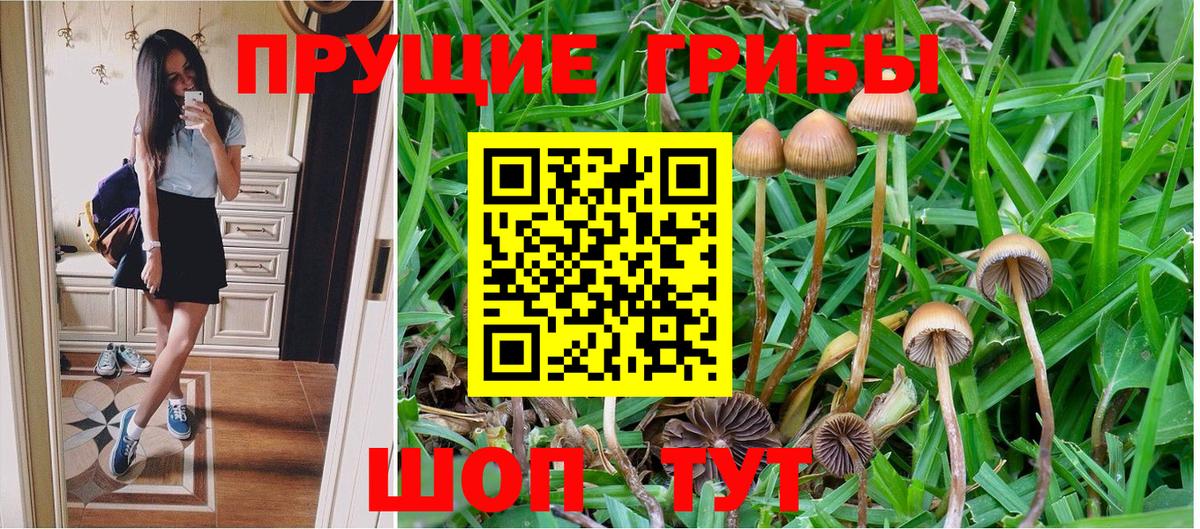 Искитим  Псилоцибиновые грибы Psilocybe  Вход с VPN 
